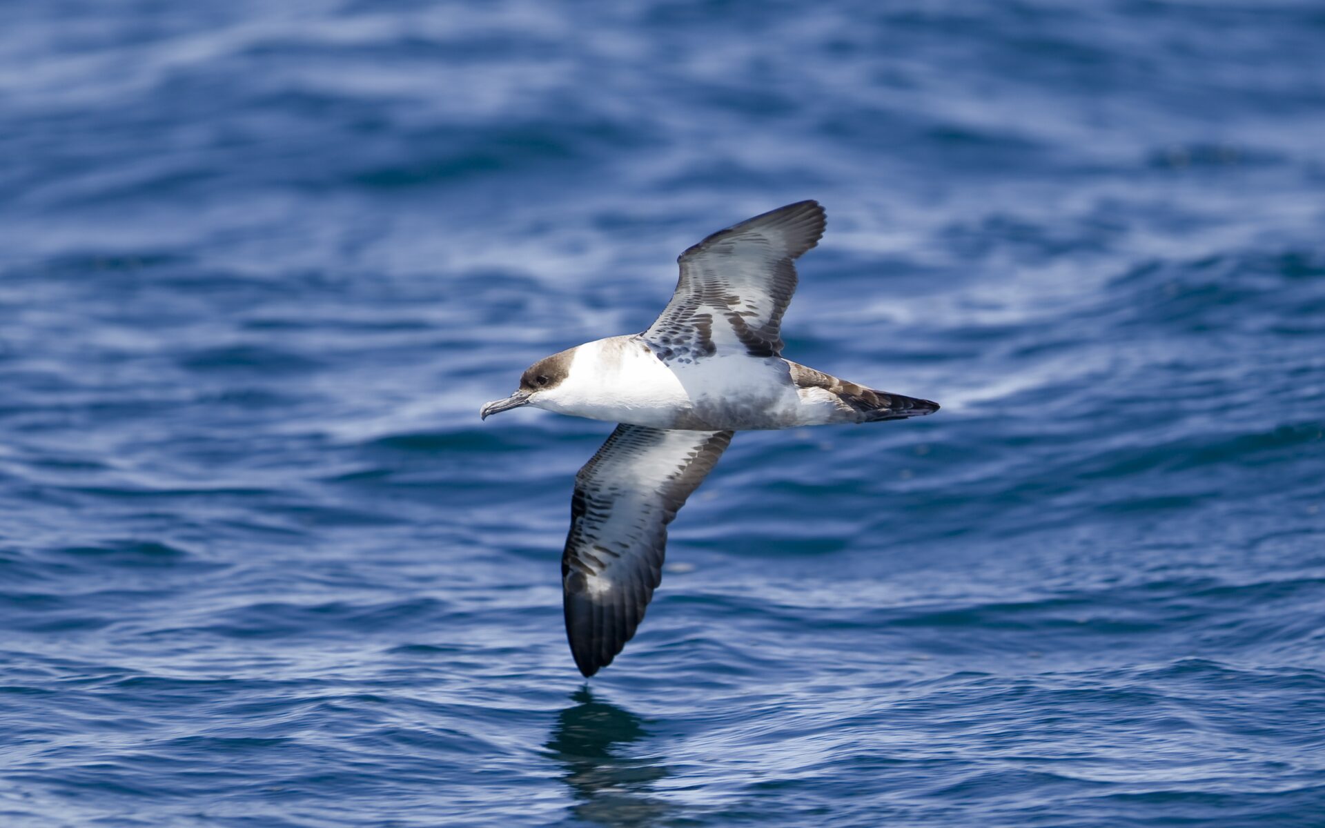 Shearwaters