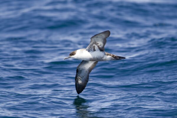 Shearwaters